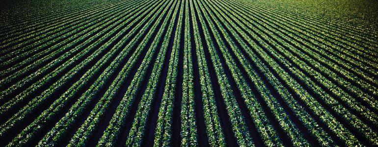 How many trees do we need?