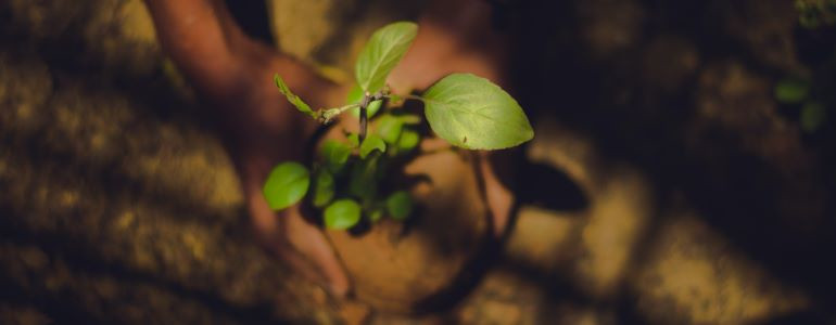 What is the Deadline to Plant Trillion Trees?